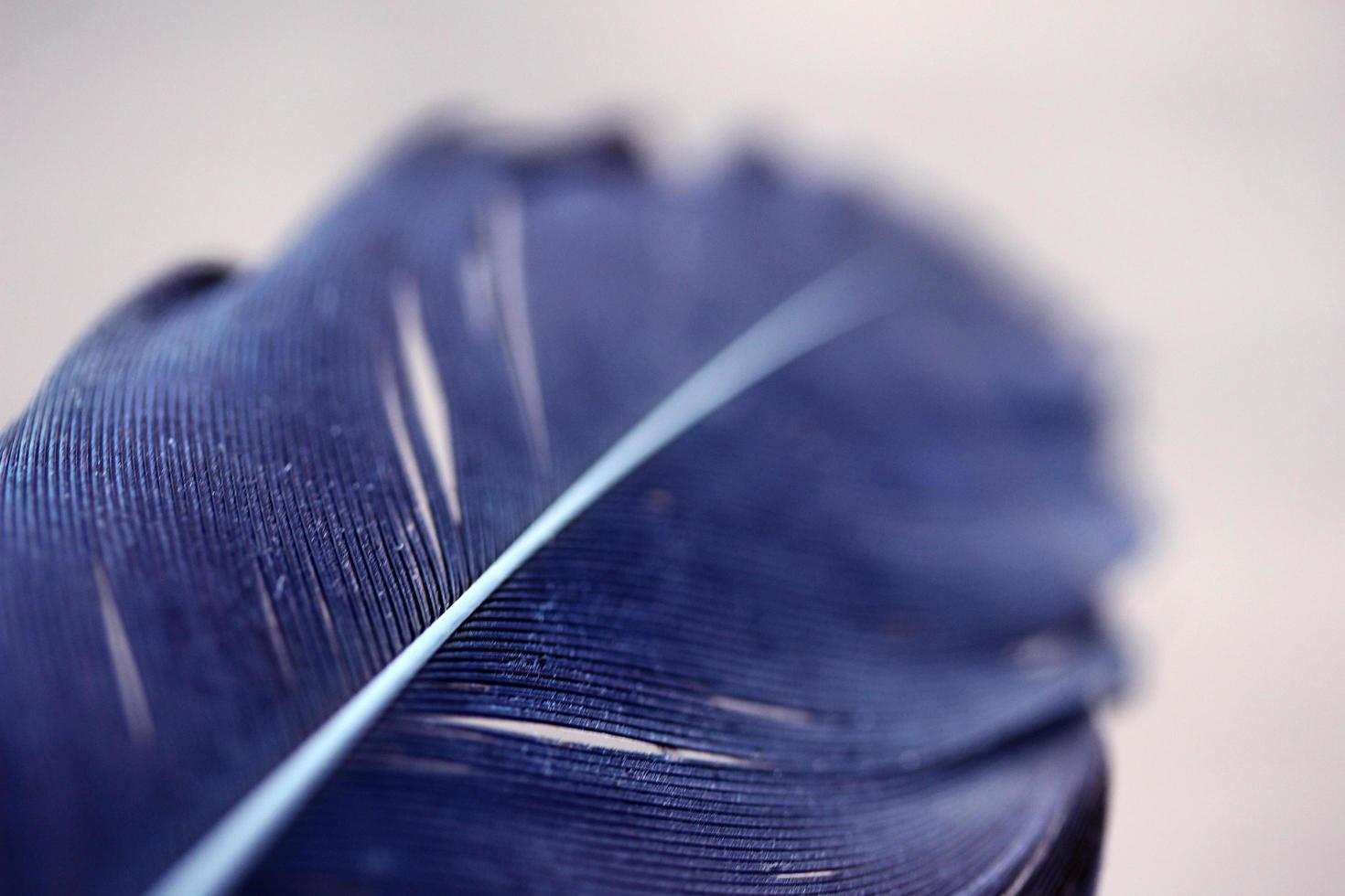 Black Feather on blur background photo