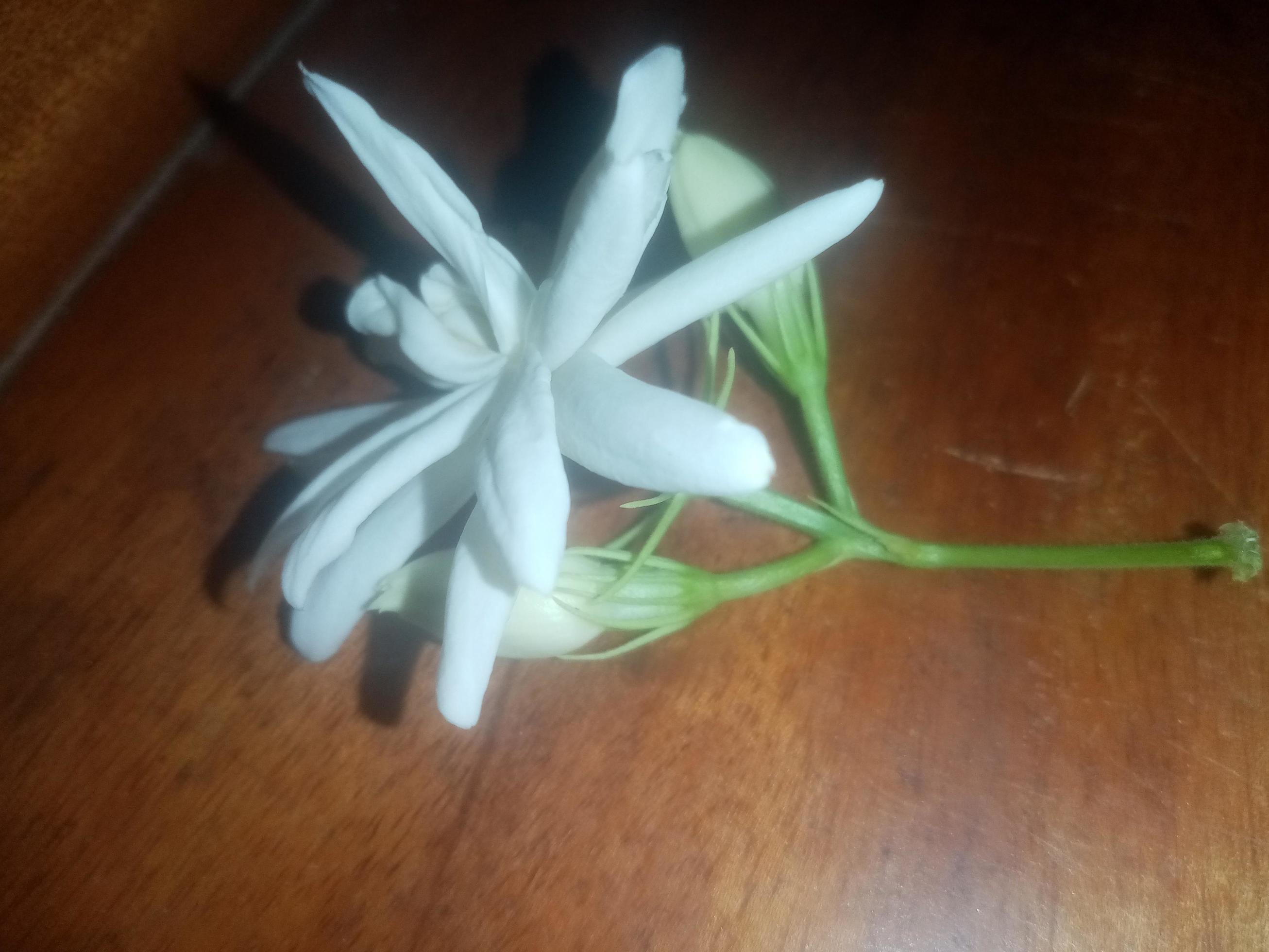 Arabian Jasmine, white flower, wallpaper, beautiful flower, beauty nature  11998747 Stock Photo at Vecteezy