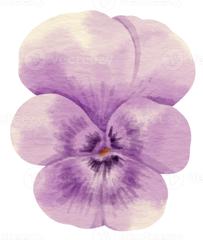 Purple Pansy flower watercolor style for Decorative Element png