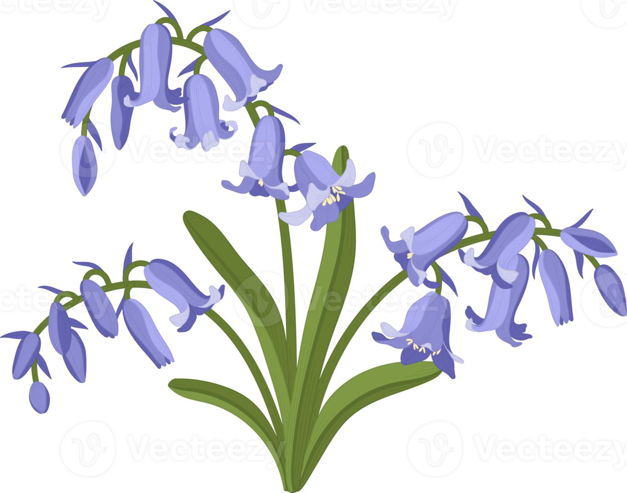 illustrazione disegnata a mano del fiore di campanula. png