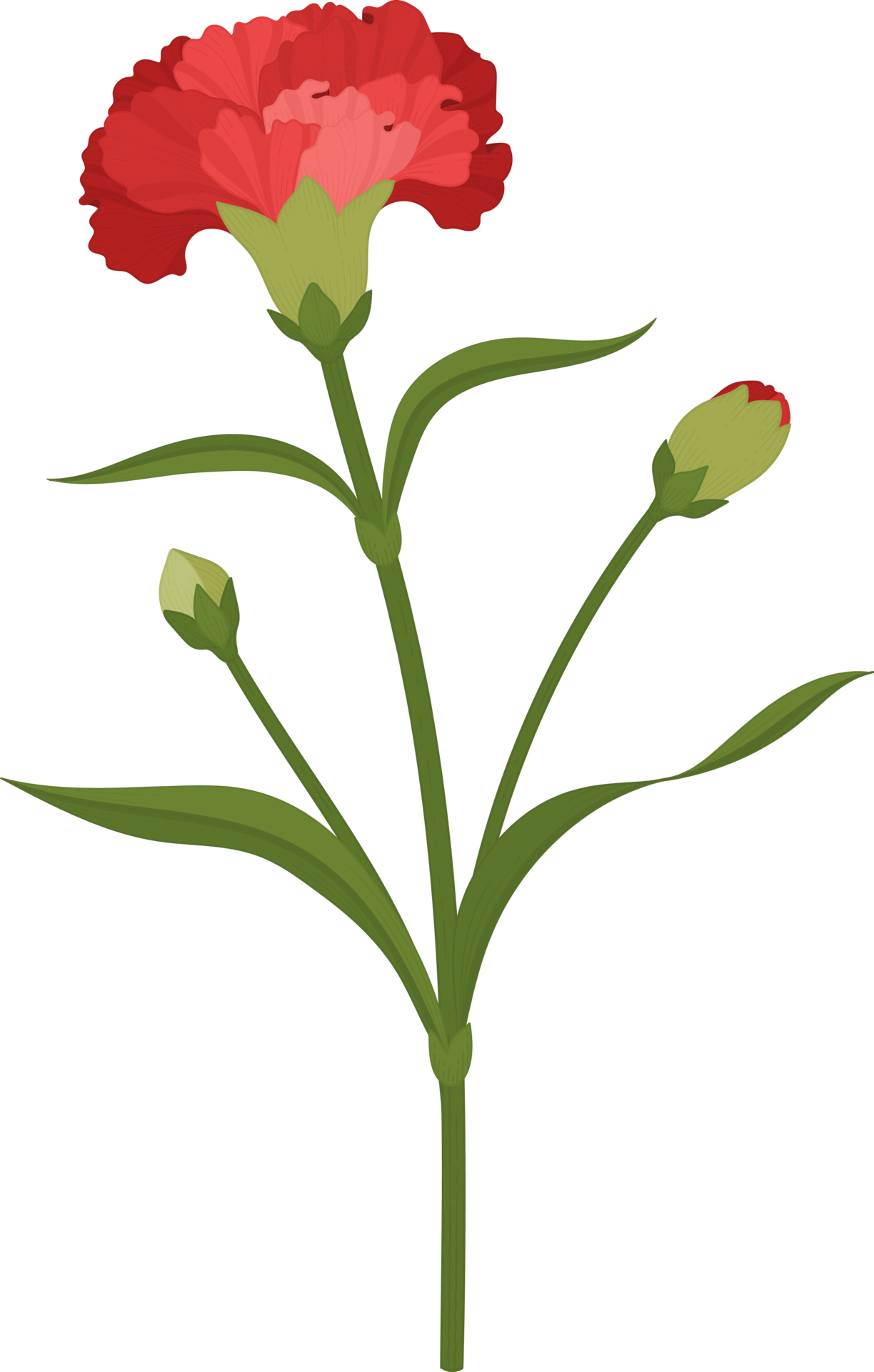 red carnation flower hand drawn illustration. 11999047 PNG