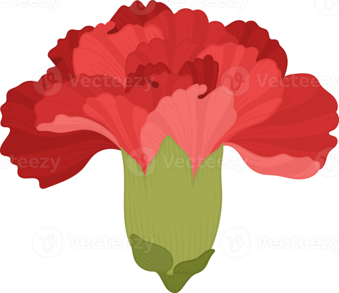 Red carnation flower drawing isolated on white background. Watercolor, hand  drawn style, ai generation 24347463 Stock Photo at Vecteezy