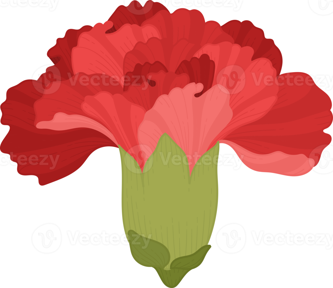 red carnation flower hand drawn illustration. 11999051 PNG