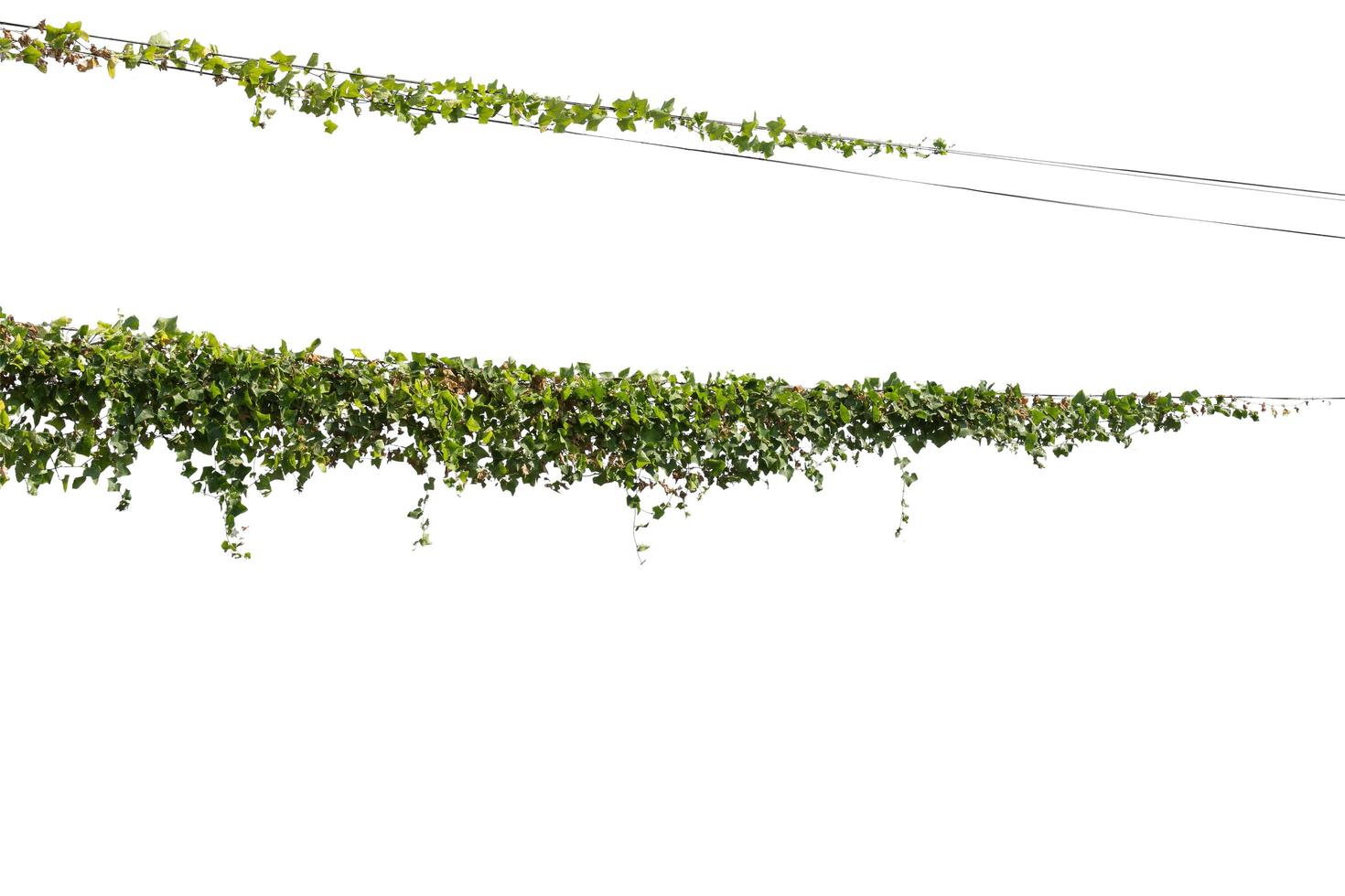 Plants ivy. Vines on poles on white background, Clipping path photo