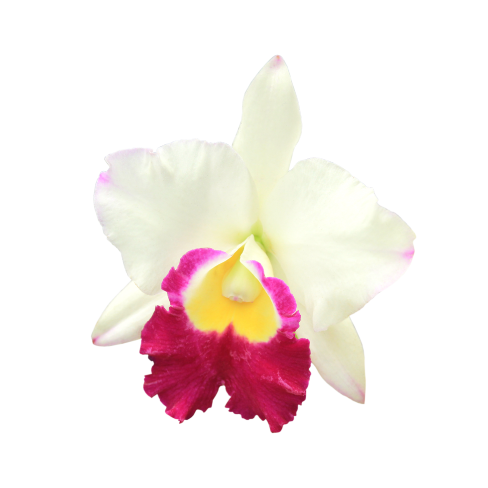 White Cattleya orchid png