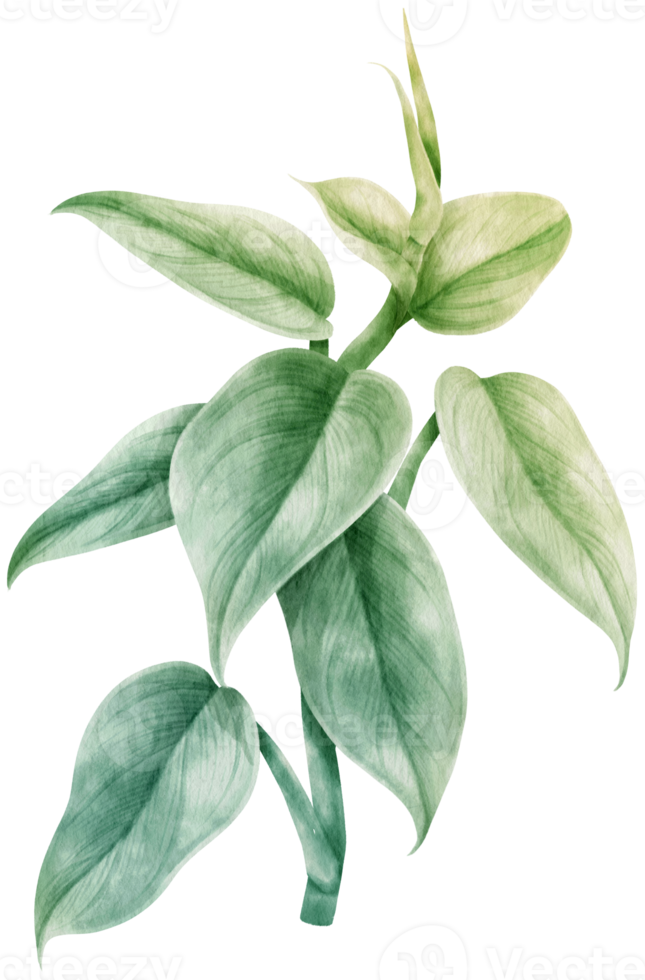 philodendron argent épée feuille tropicale aquarelle png