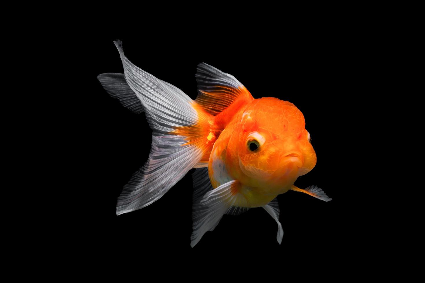 goldfish isolated on black background. photo