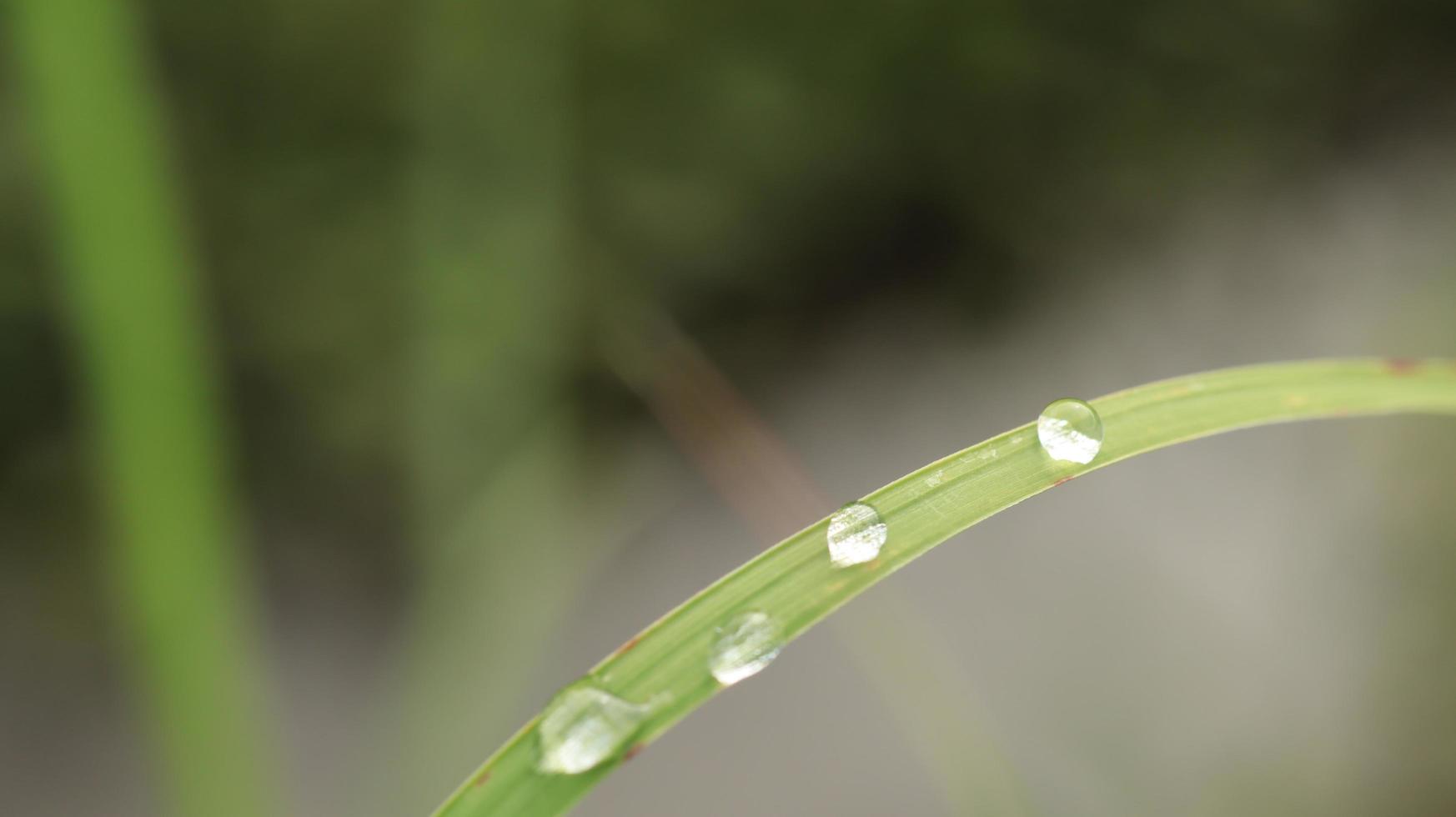 gotas de rocío de hojas de hierba foto