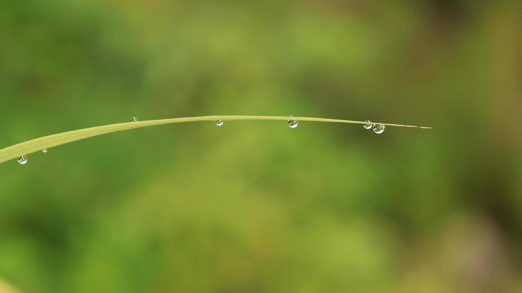 dew drops of weed leaves photo