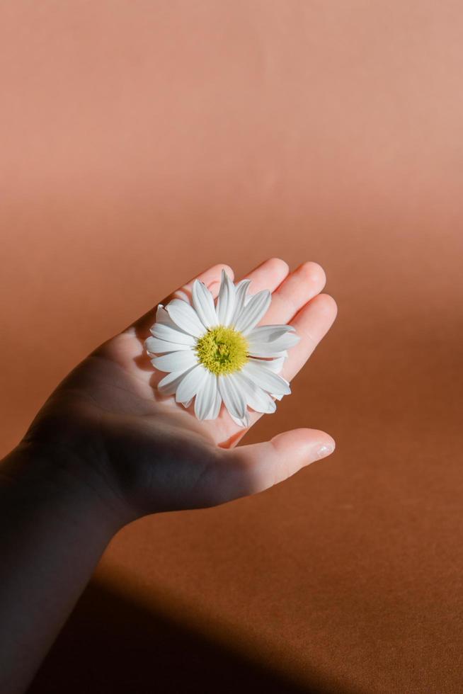 child hand holding camomile photo