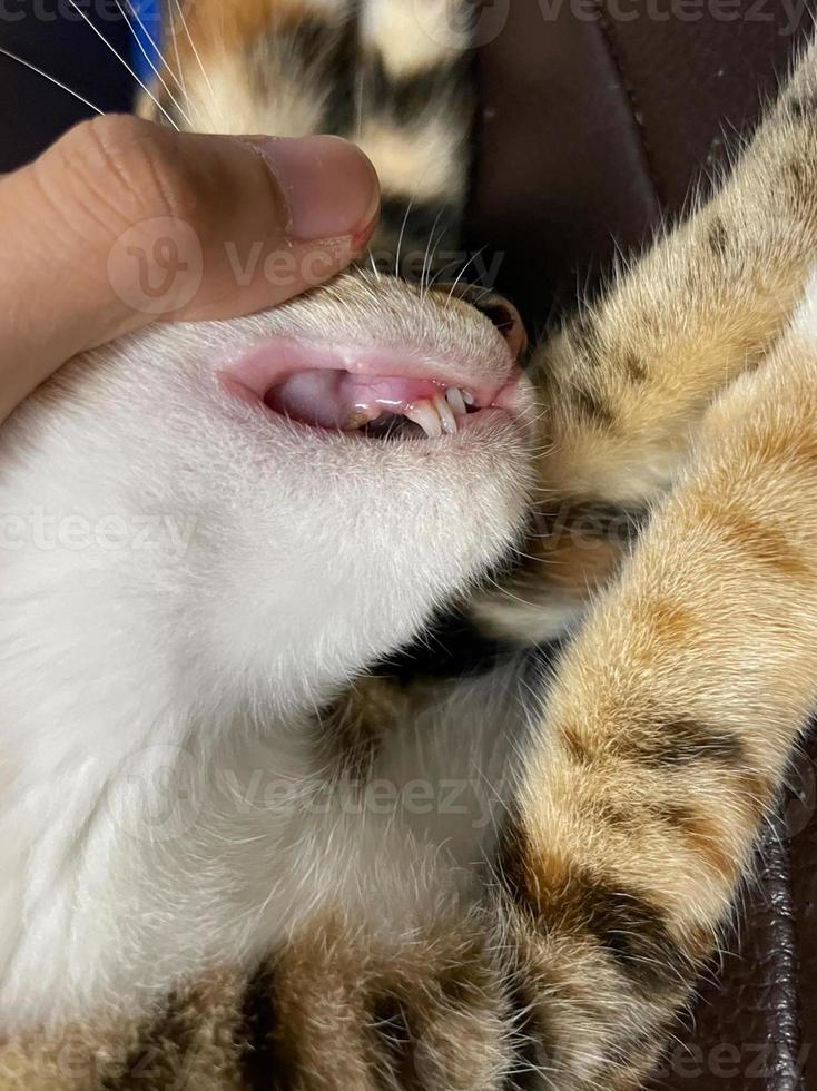 Small kitten in the process of changing milk deciduous teeth. Both sets of fangs are visible. These cat teeth are replaced with no apparent effort in a matter of days after being together photo