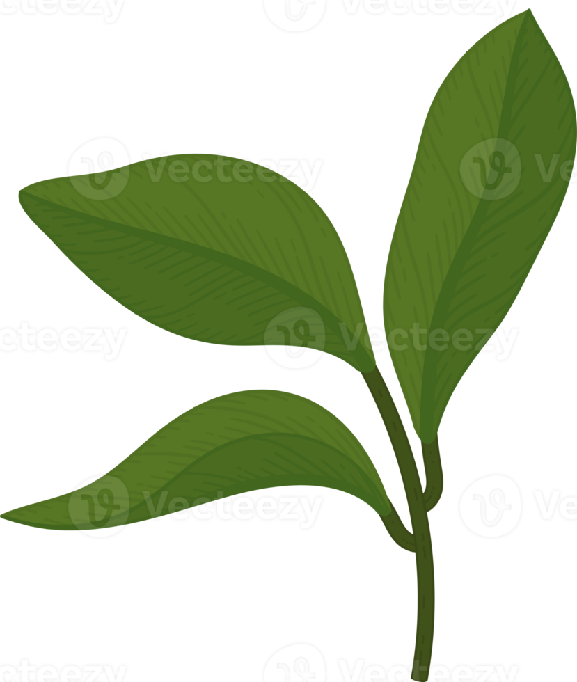 Gardenia leaf hand drawn illustration. png