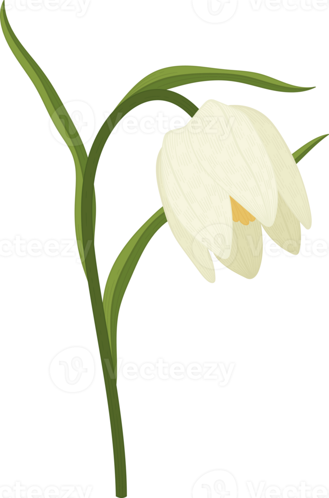 White toad lily flower hand drawn illustration. png