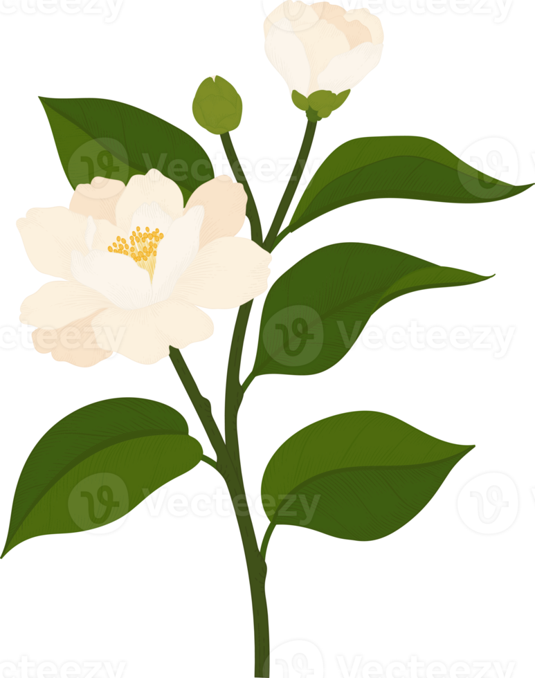 White camellia flower hand drawn illustration. png