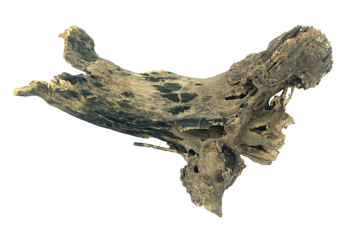 log wood isolate on transparent background png file