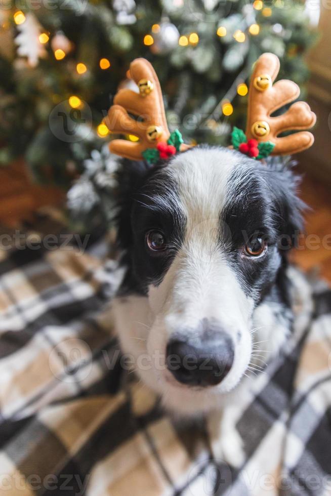 Funny portrait of cute puppy dog border collie wearing Christmas costume deer horns hat near christmas tree at home indoors background. Preparation for holiday. Happy Merry Christmas concept. photo