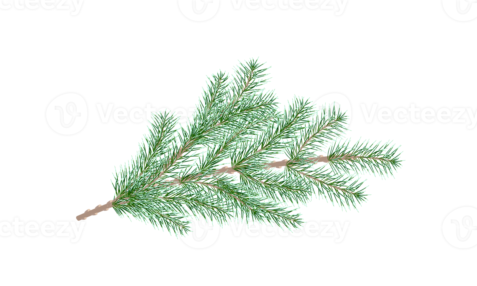 Green pine branch. Fir tree branch. png