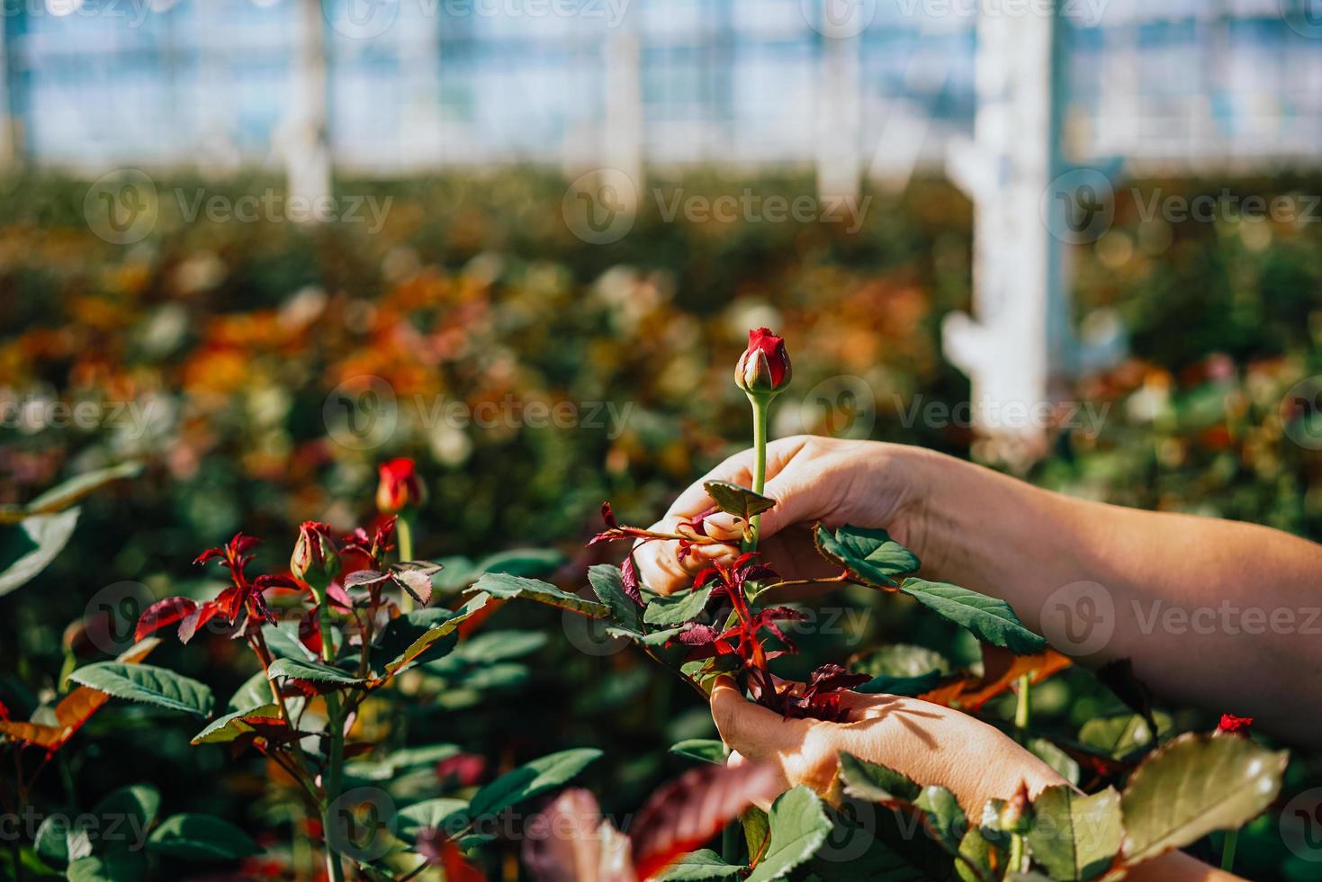 Someone is cutting a rose in a greenhouse photo