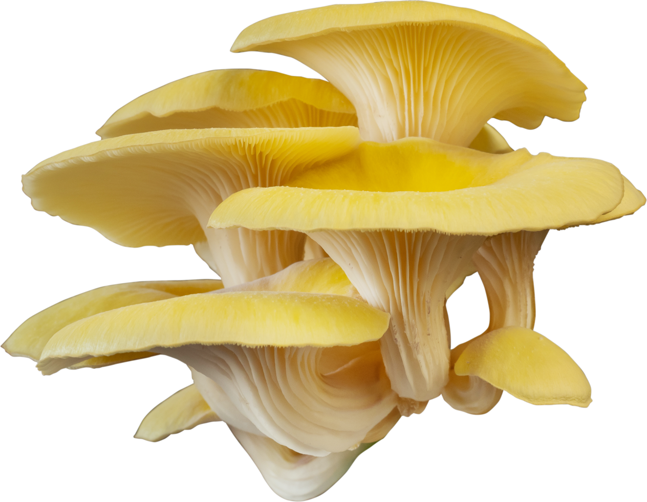 isolated oyster mushroom cutout on white background. png