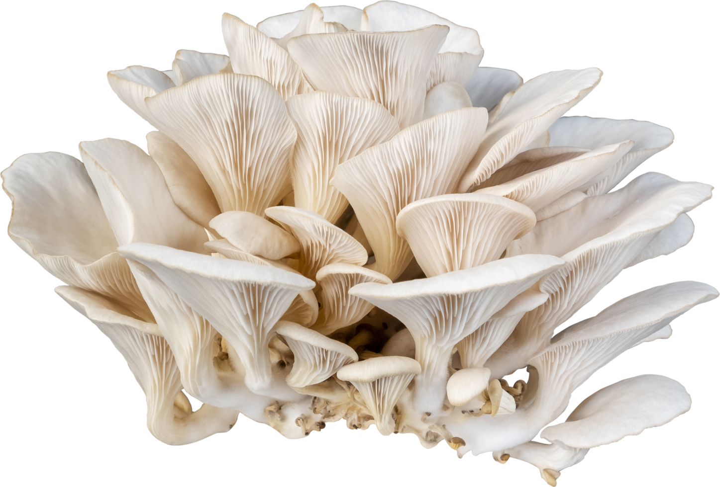 isolated oyster mushroom cutout on white background. png