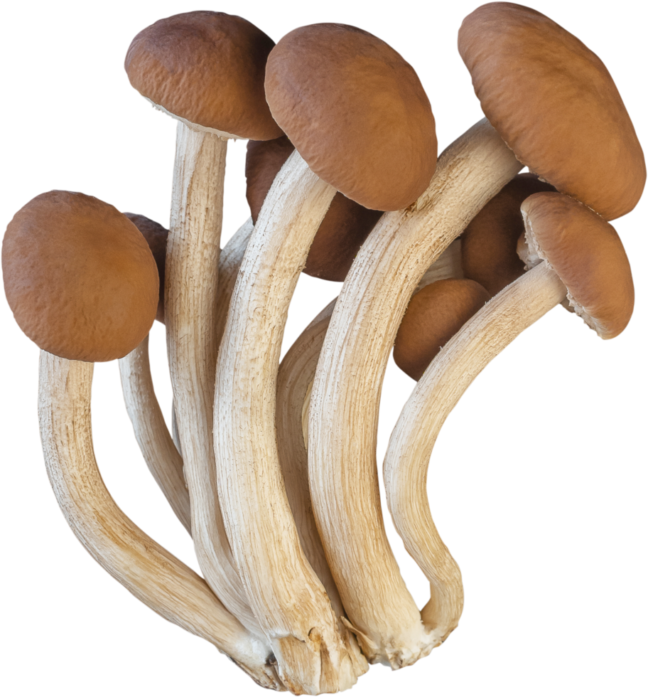 Isolated enoki mushroom cutout on white background. png