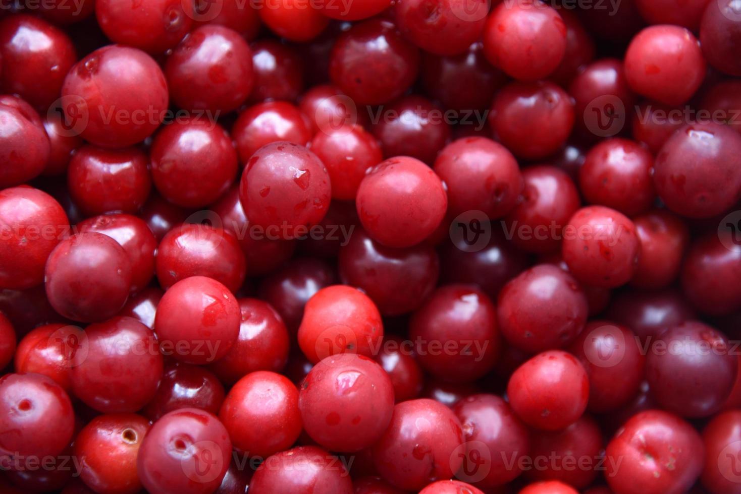 Large red ripe cherry close-up. Background of cherry berries. photo