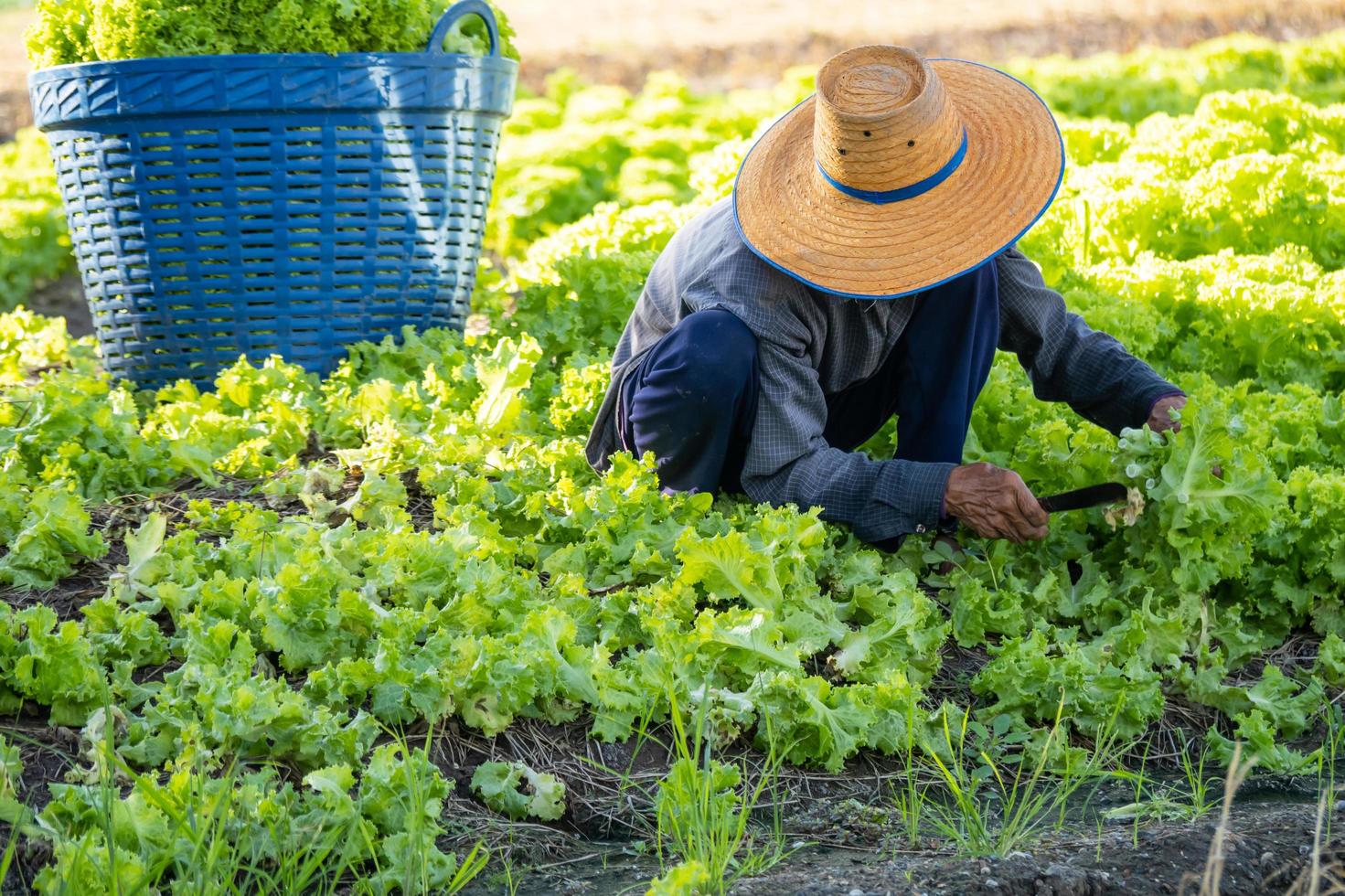 granjero en el campo está recogiendo verduras. foto