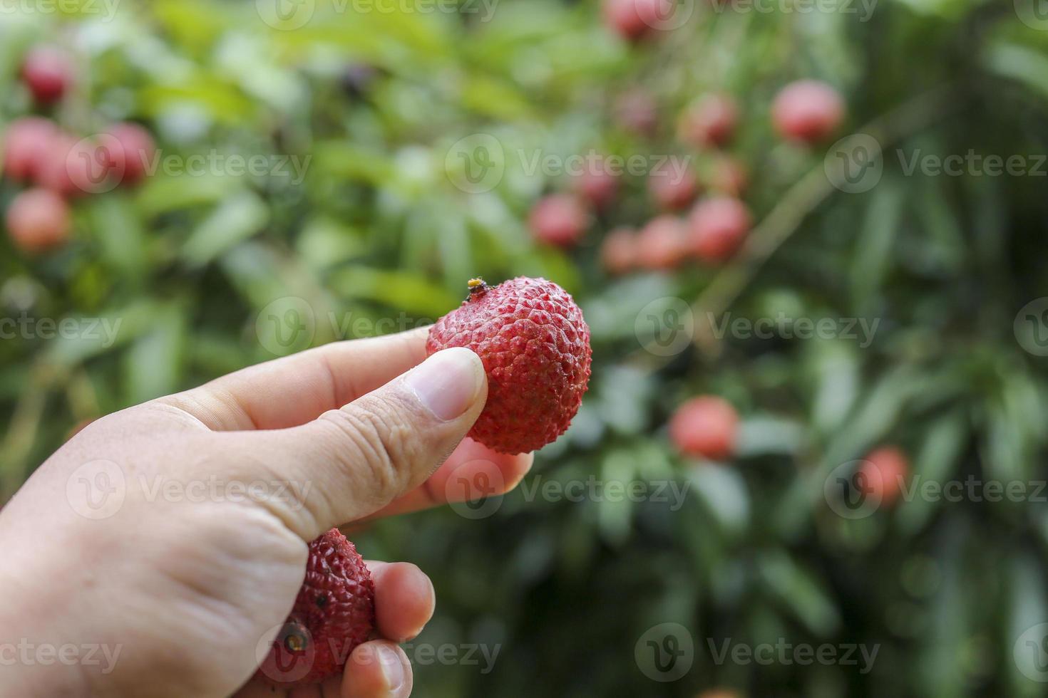 mano que sostiene la fruta de lichi foto