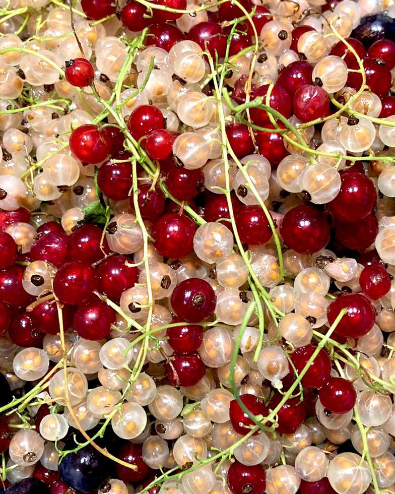 Currant red and white, close-up. photo