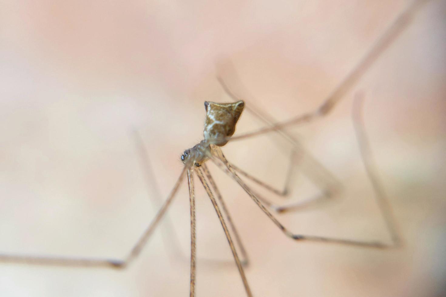 wingless knuckle-knuckle animal that crawls and hangs in a web trap photo