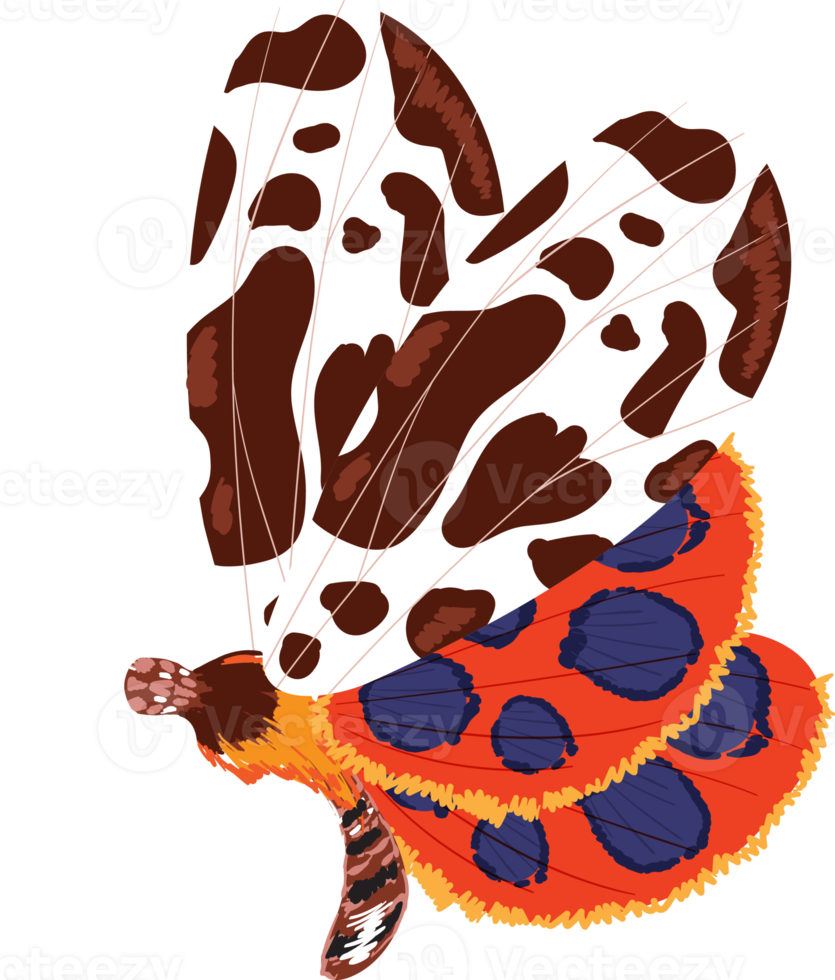 Elegant exotic butterflies colorful wings decorative png