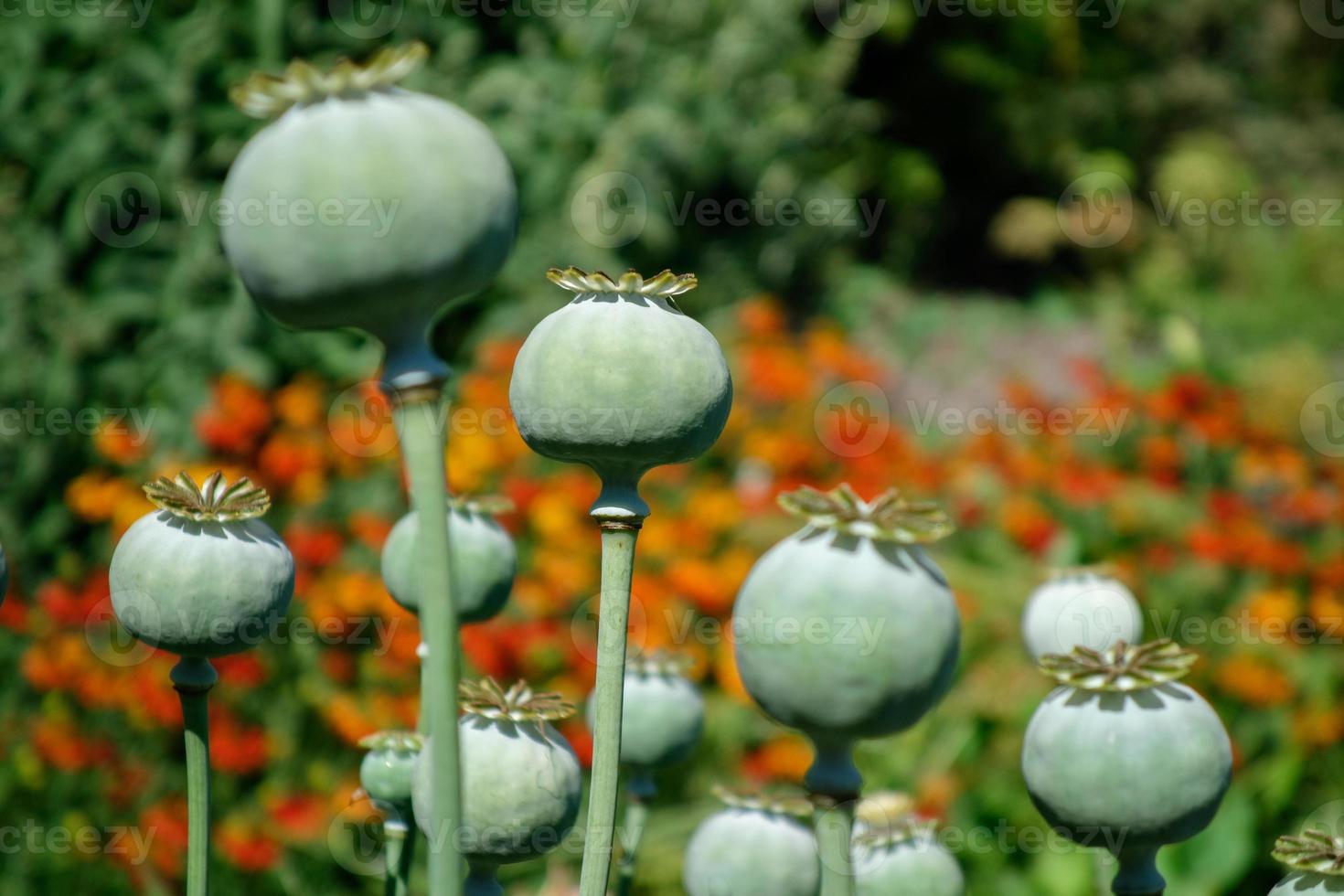 Seed pods of the Giant Opium Poppy Pionvallmo, Papaver somniferum photo