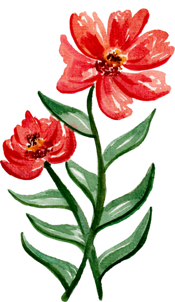 Hand painted watercolor flower element for illustration set collection png