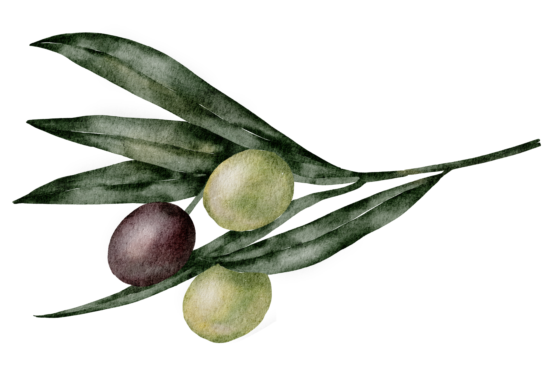 olive watercolor and leaf 12001624 PNG