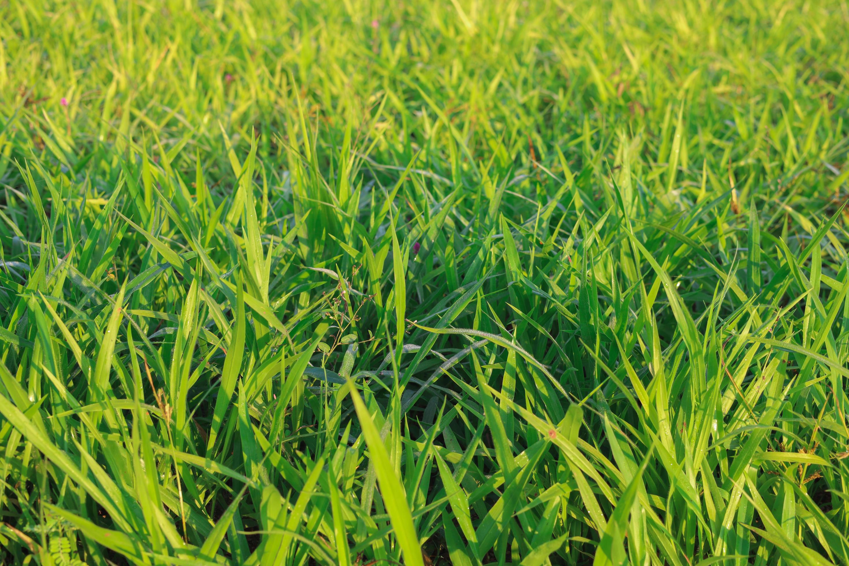 Đây là cỏ Mombasa Guinea Paspalum Maximum Cv. Mombasa, chính xác là loại cỏ tốt nhất để chăm sóc động vật của bạn. Bức ảnh này mang đến cho bạn cảm giác thoải mái và yên tĩnh khi bạn chiêm ngưỡng nền khet xanh rực rỡ.