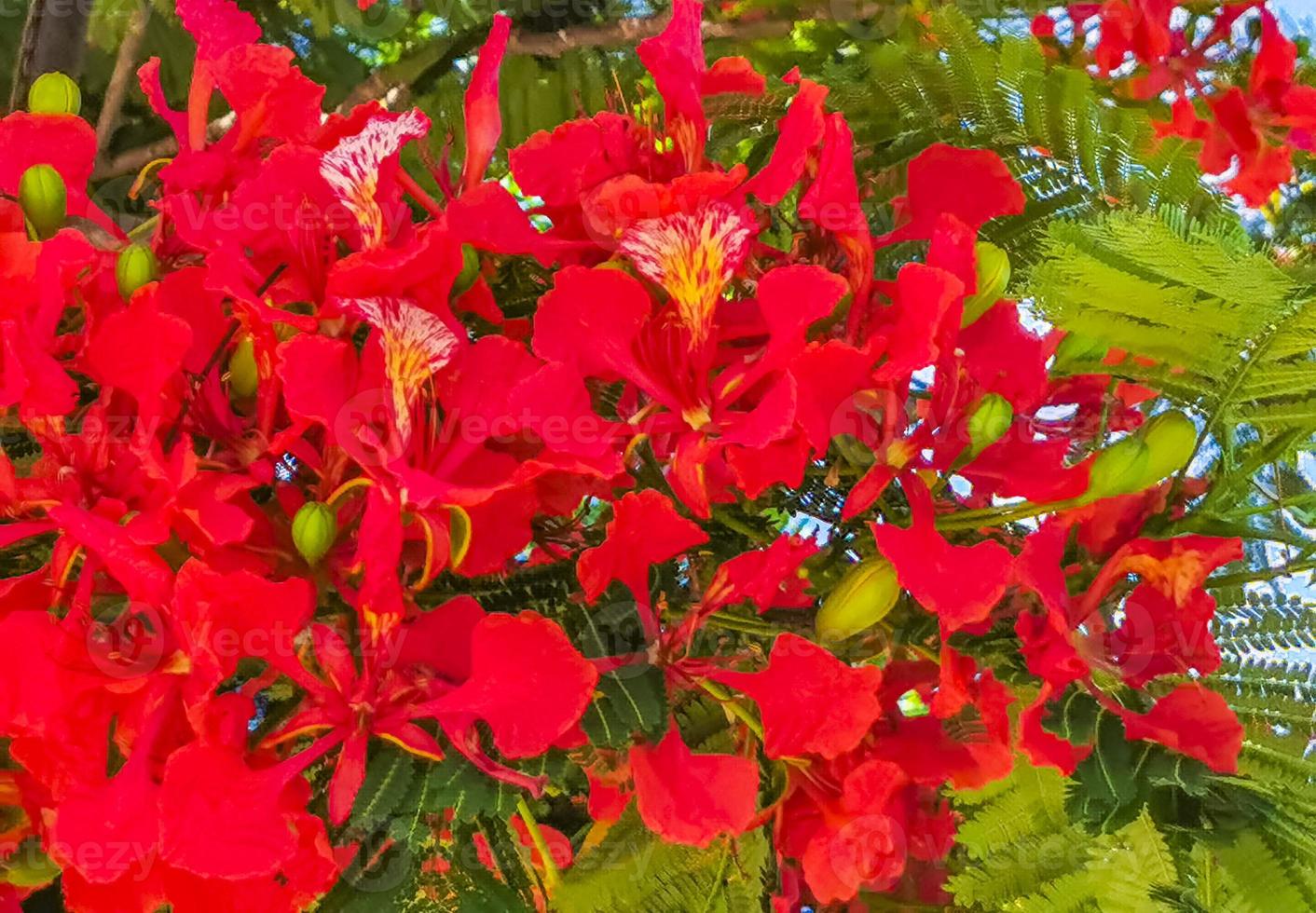 Beautiful tropical flame tree red flowers Flamboyant Delonix Regia Mexico. photo