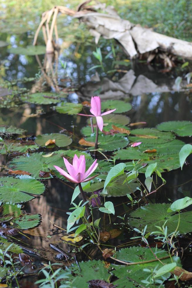 Beautiful Pink Water Lily Flower In Water photo