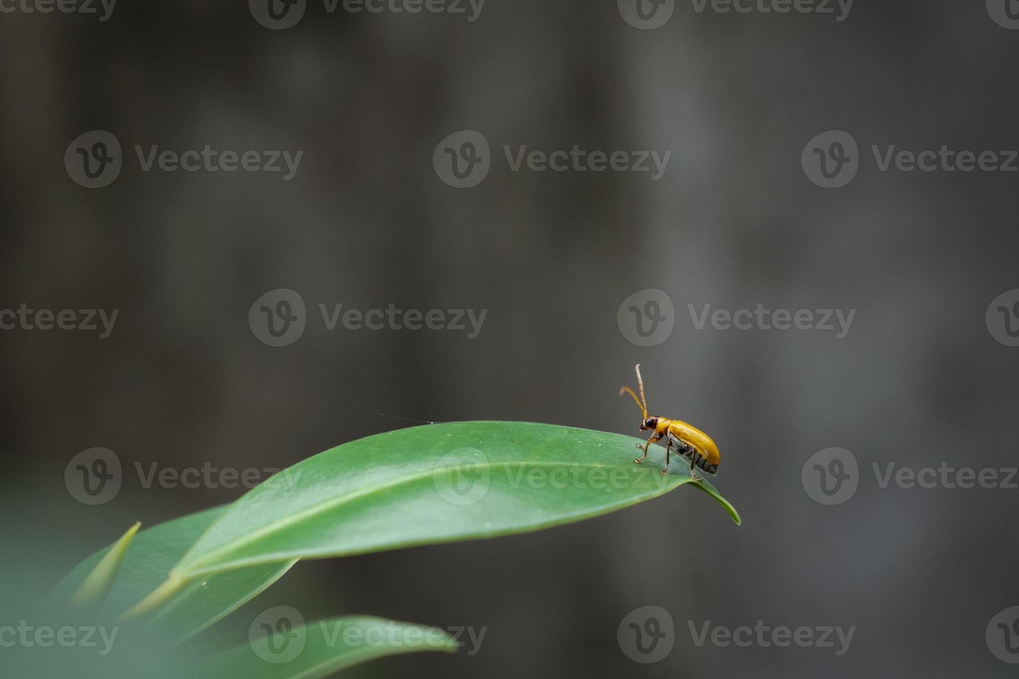 un pequeño insecto que busca alimento en la hierba verde por la noche. foto