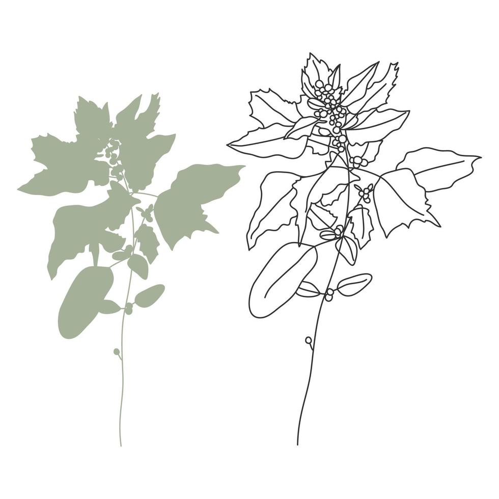 Vector illustration of herbs isolated on white background.