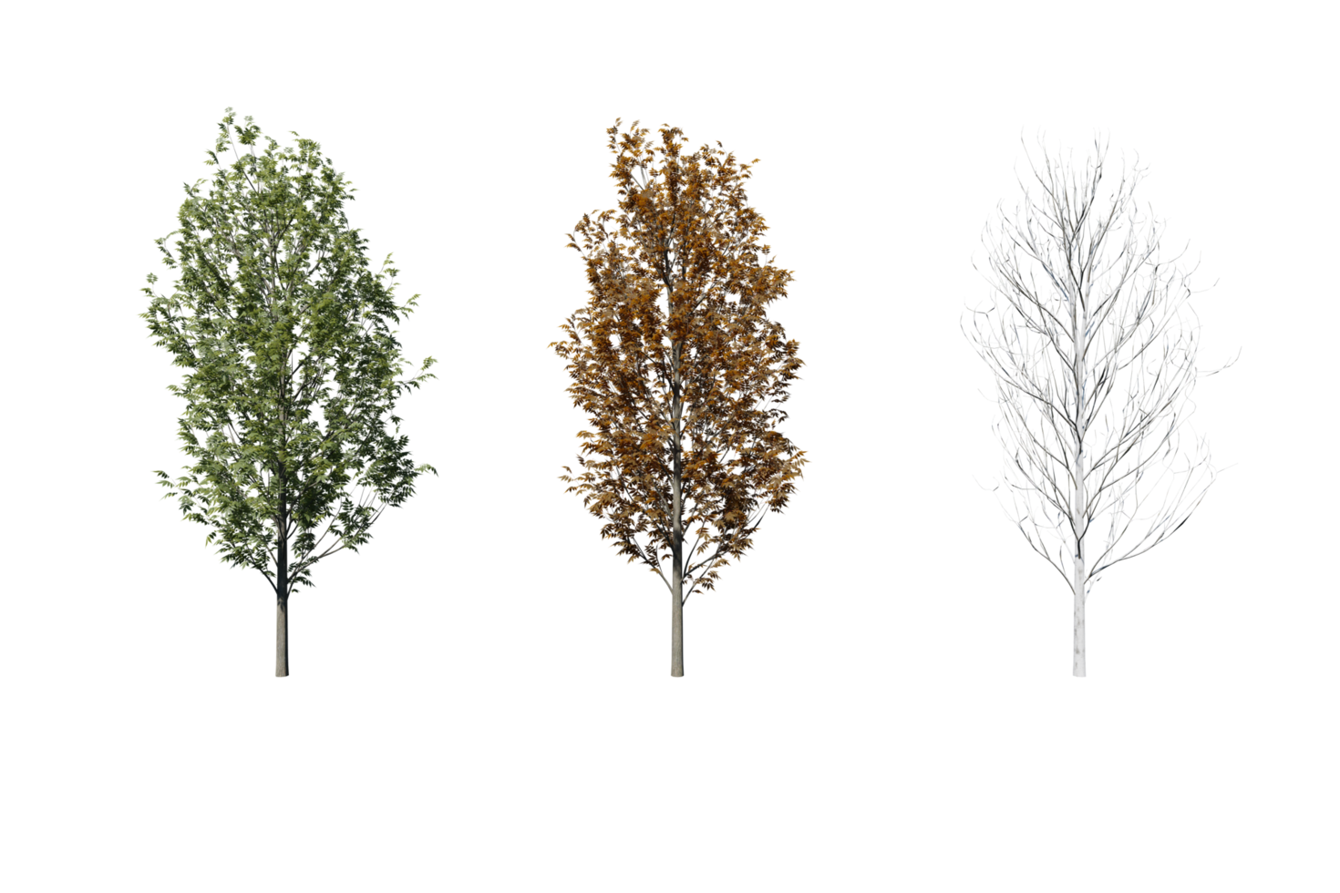 3 season set of Ash tree transparent background png