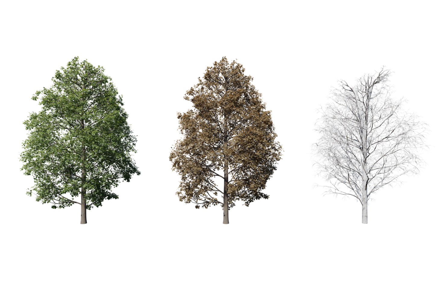 3 season set of Maple tree transparent background png