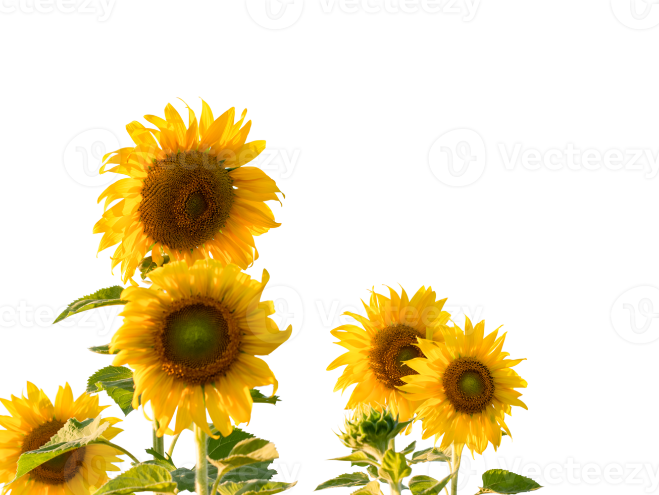 Sunflower with leaf isolated. dicut from real photos png