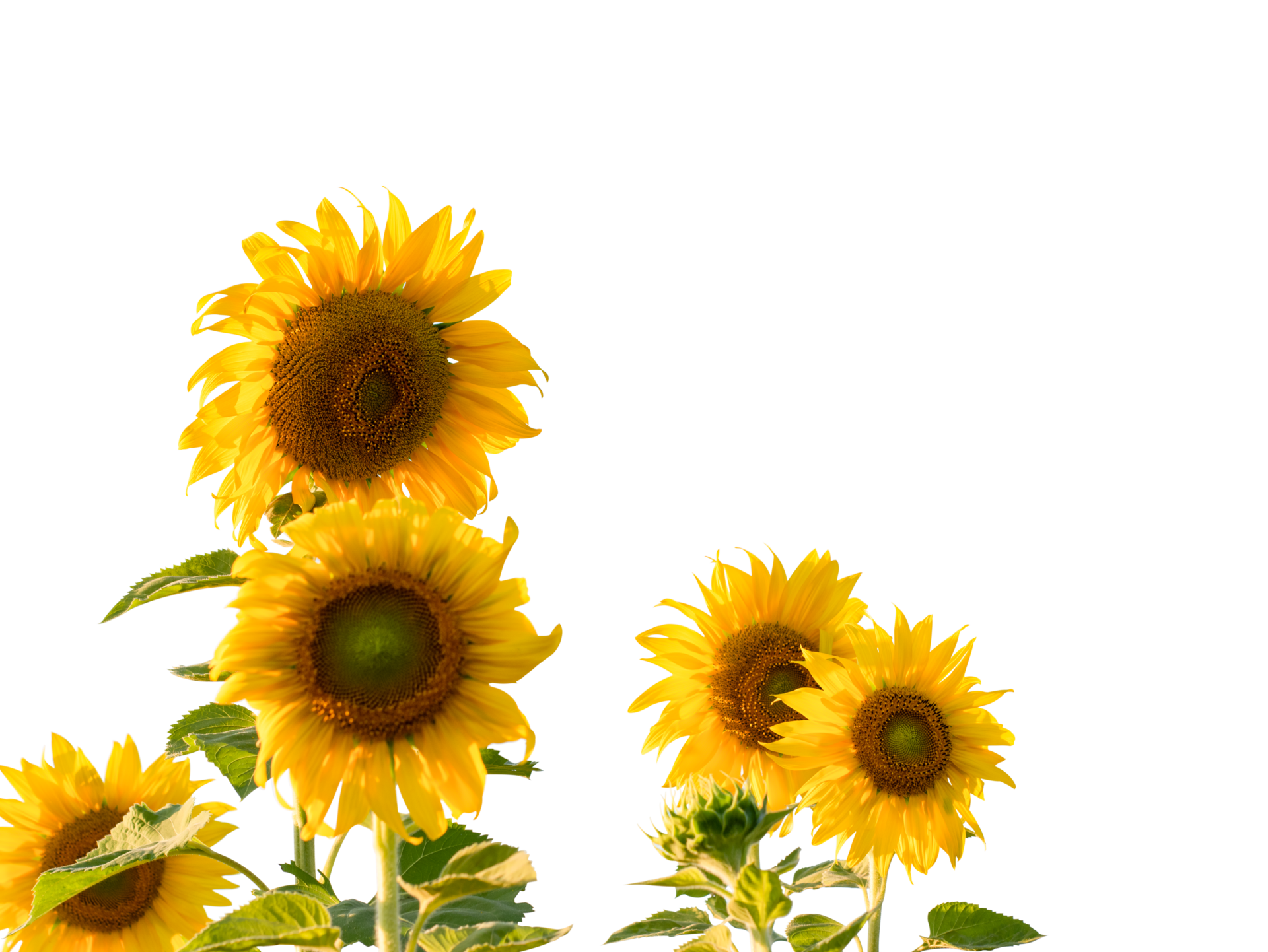 Sunflower with leaf isolated. dicut from real photos 12002554 PNG