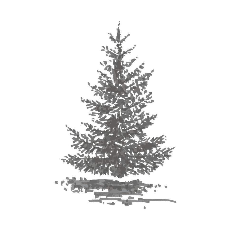 Hand-drawn tree, fir. Realistic image in shades of gray, sketch painted with ink brush vector
