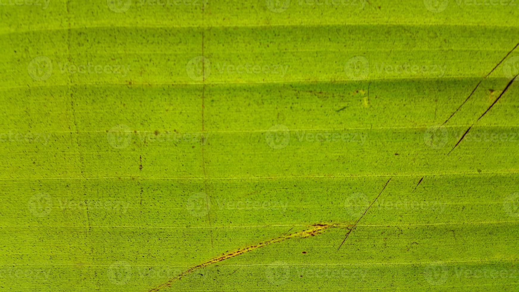 Very fresh banana leaf texture photo