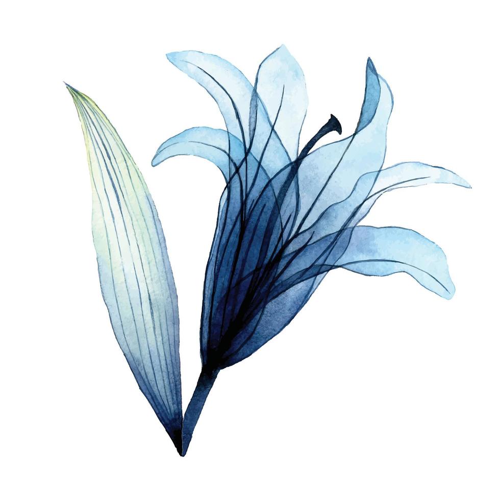 watercolor transparent flower. transparent blue lily in pastel colors. element isolated on white background. design for wedding vector