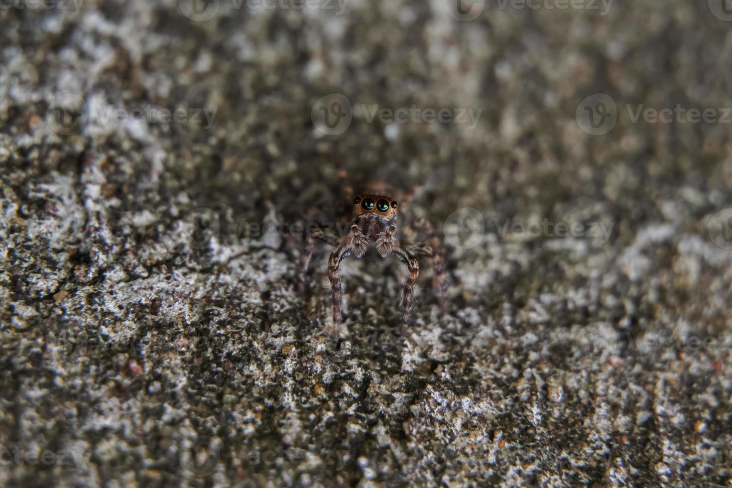 This is a macro photo of a spider.  spider macro photo, jumping spider photo, close-up photo of spider.