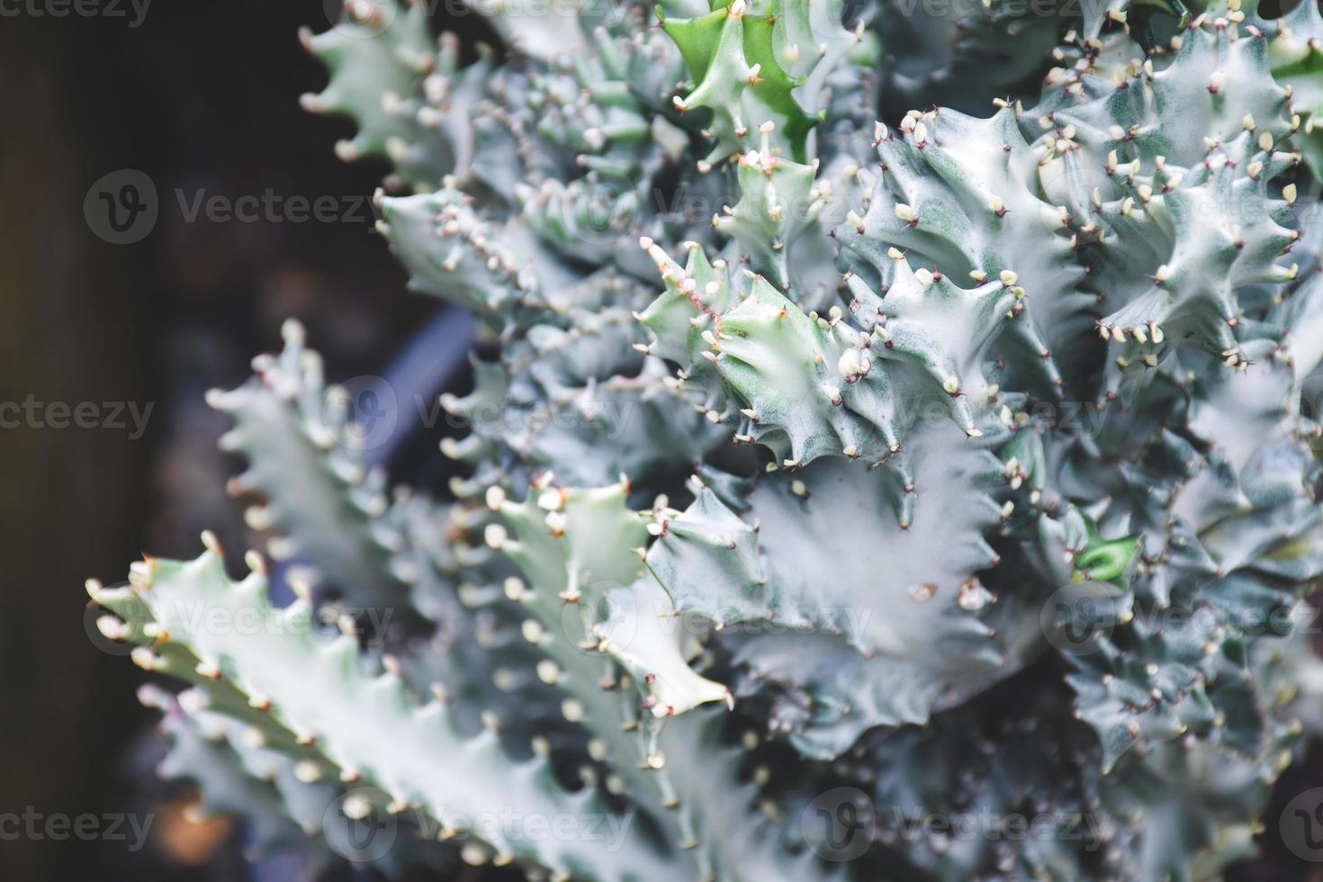 cactus succulent plant decoration. home plant concept. photo