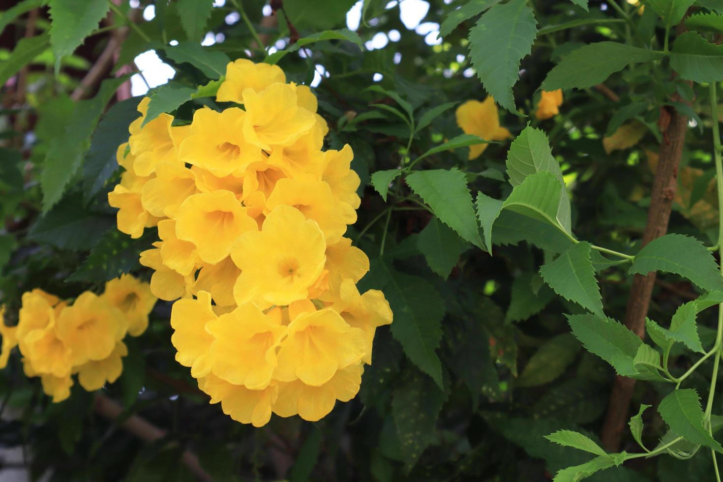 Yellow elder or Trumpetbush or Trumpetflower or Yellow trumpet-flower or Yellow trumpetbush flowers. Close up yellow flowers bouquet on green leaves background in garden. The side of exotic flower. photo