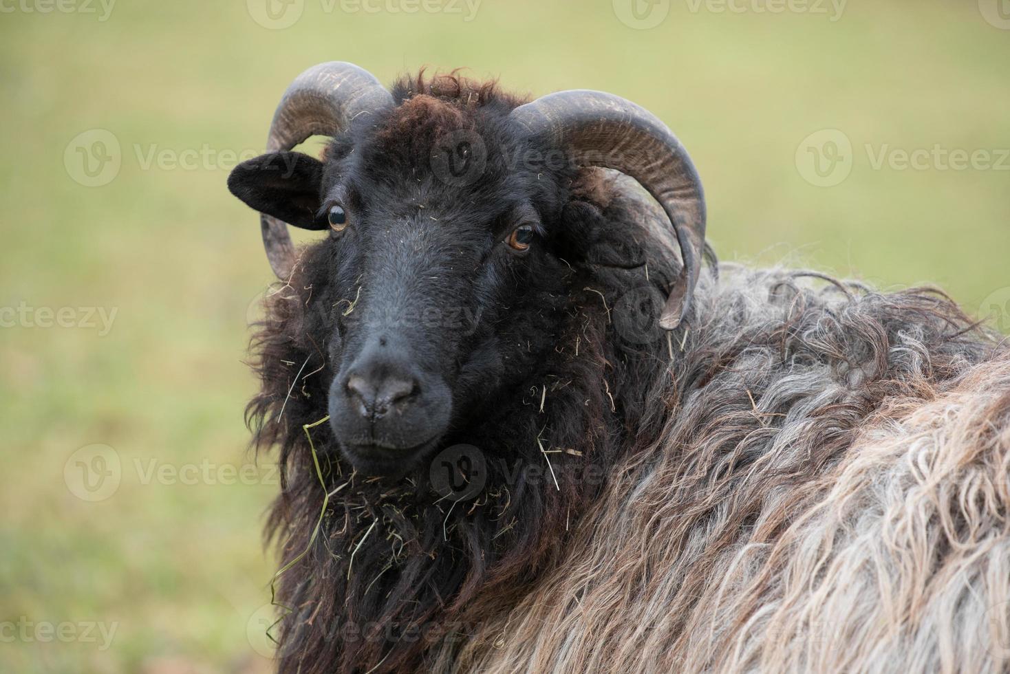 Portrait of a Heidschnucke, a German sheep with round horns and long fur, in front of a green background photo